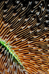 Mushroom Coral Close-up by Victor Tabernero 